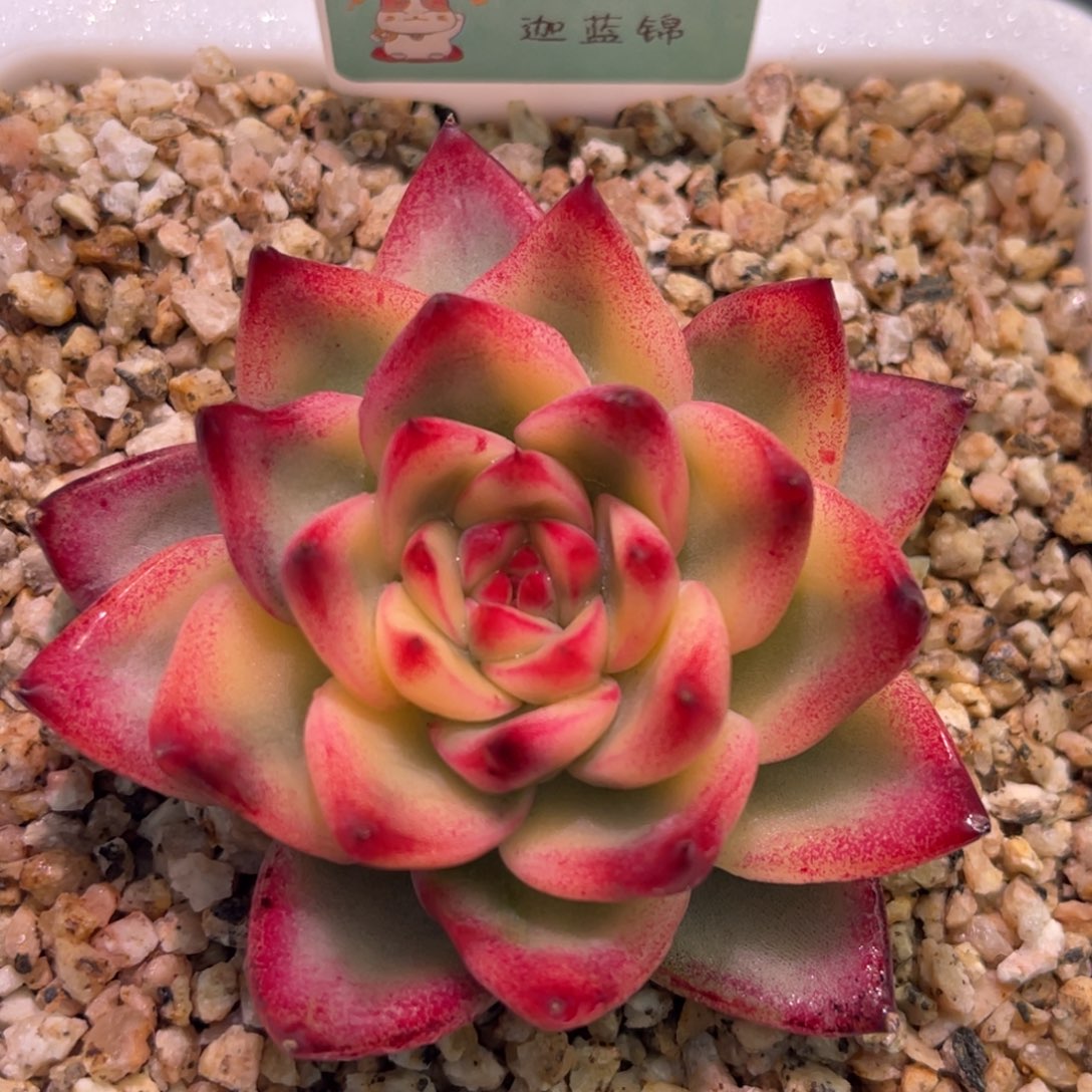 尚品特价优选伽蓝锦