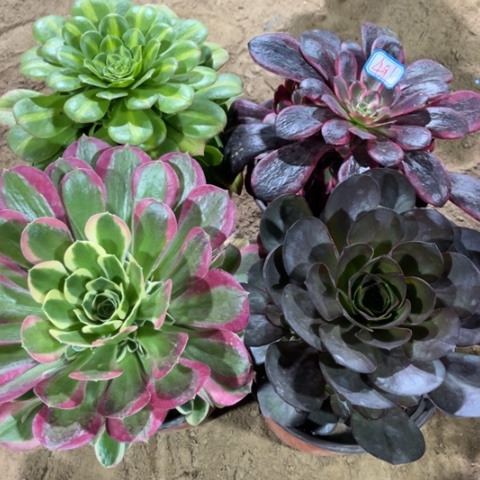 491多肉植物组合