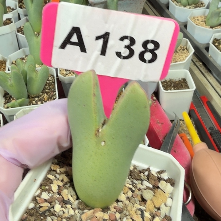 小***子138mmmmmmmmmmmmmm