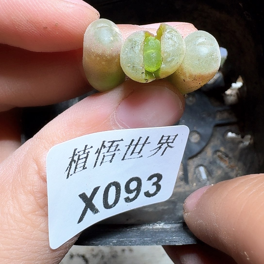 093盒多肉植物哇cv