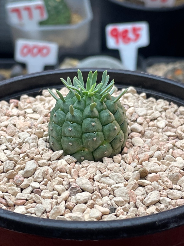 实生玉米尤群星冠大戟 2.5公分带盆土发货包邮