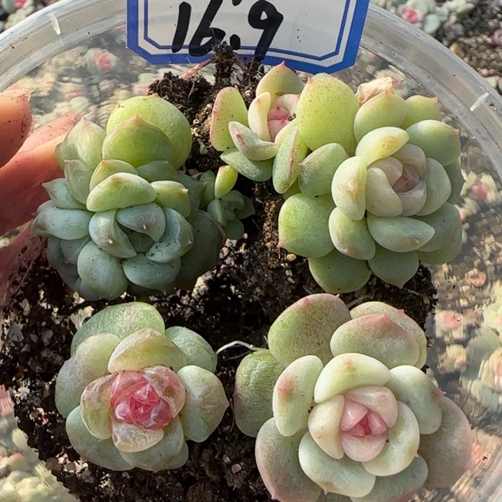 9 绝绝子多肉一盘