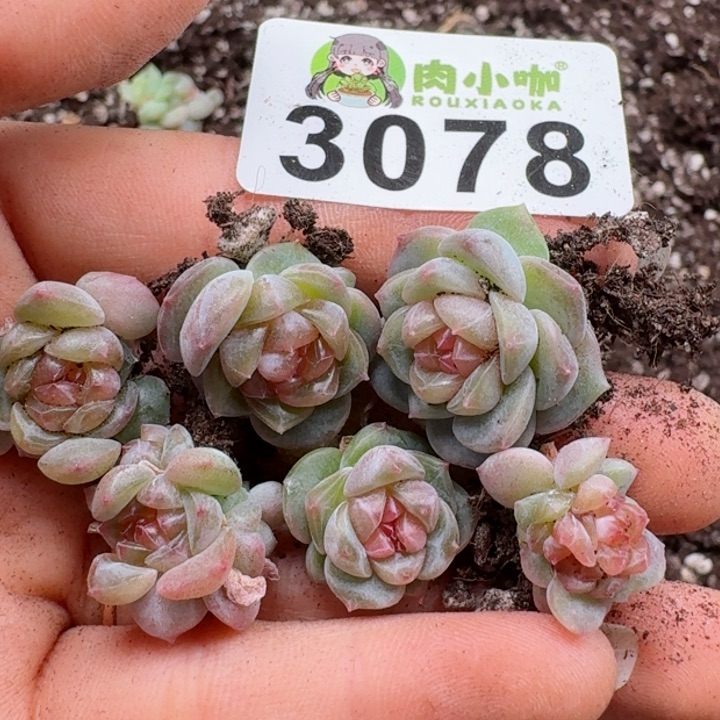 多肉植物多肉植物