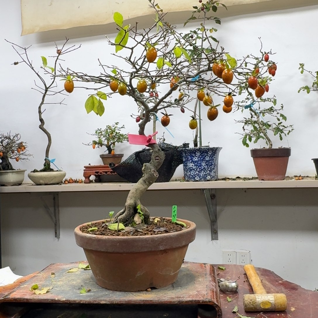 金***选无花朵522顺丰到付不包邮