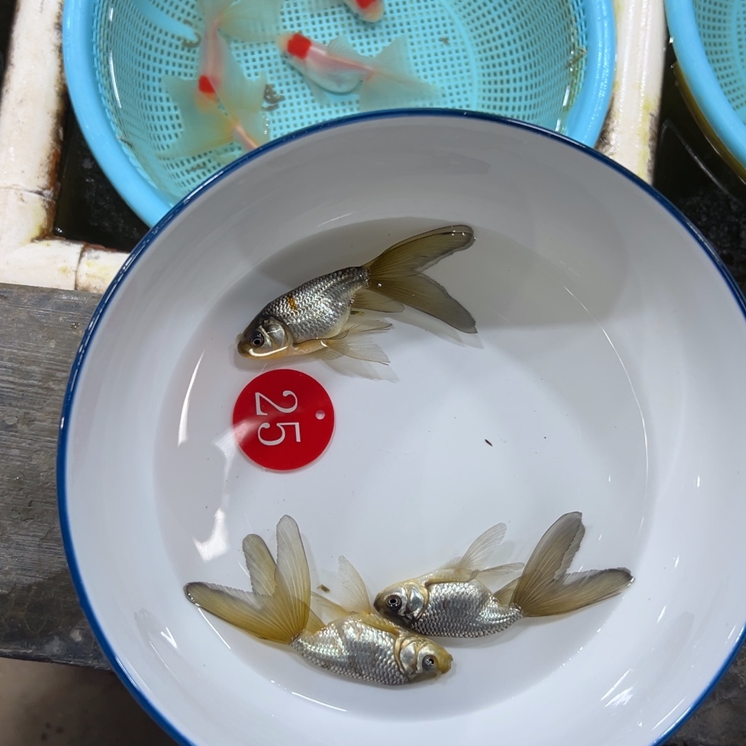 茄***猫金鱼25号。丹凤3条