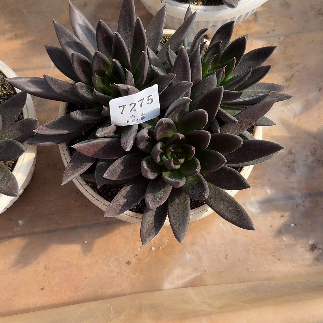 圆***播7275号黑骑士多肉