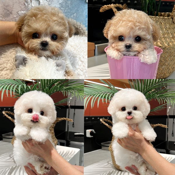 仙女家宠物活体狗狗成交通用链接