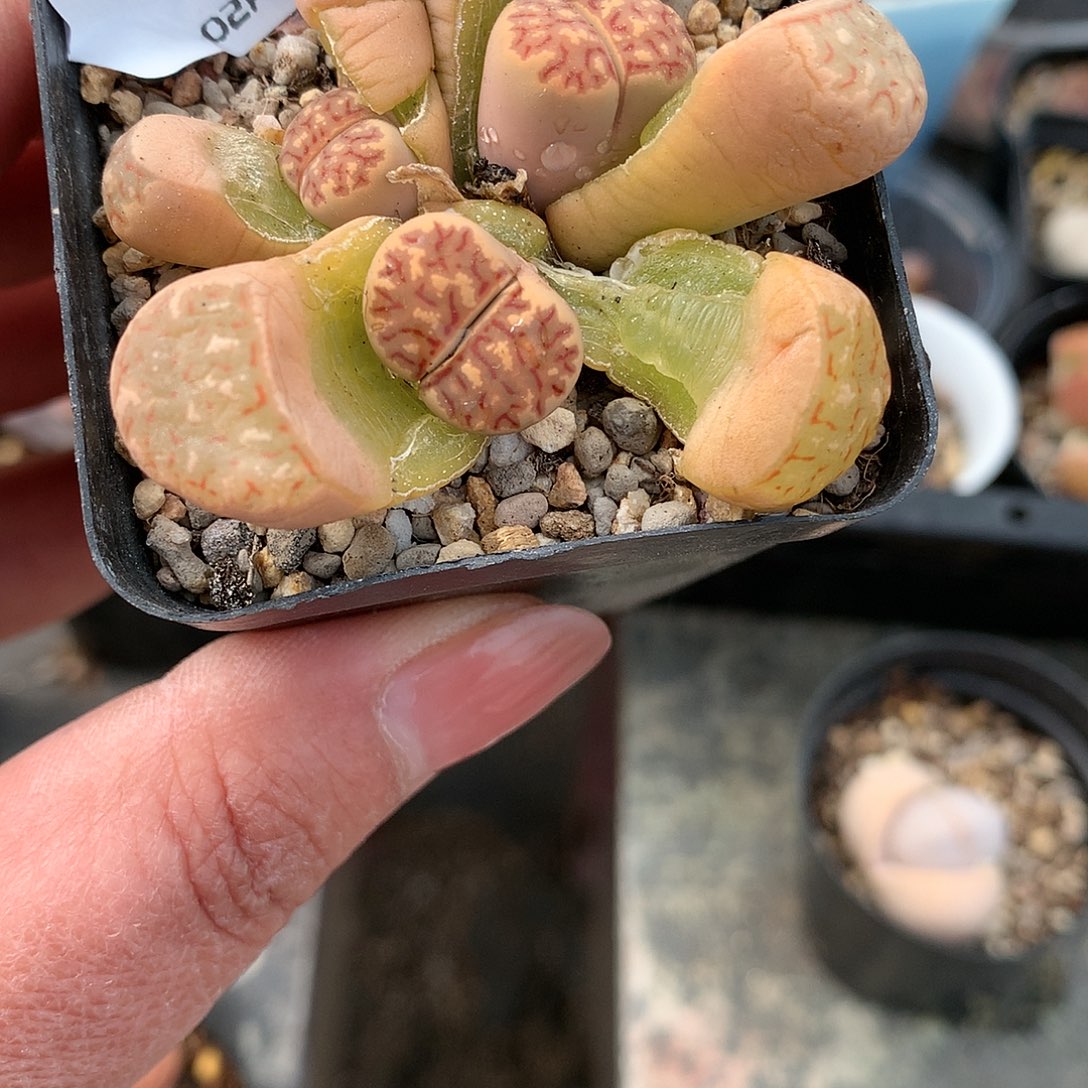 E100多肉植物保护研究所