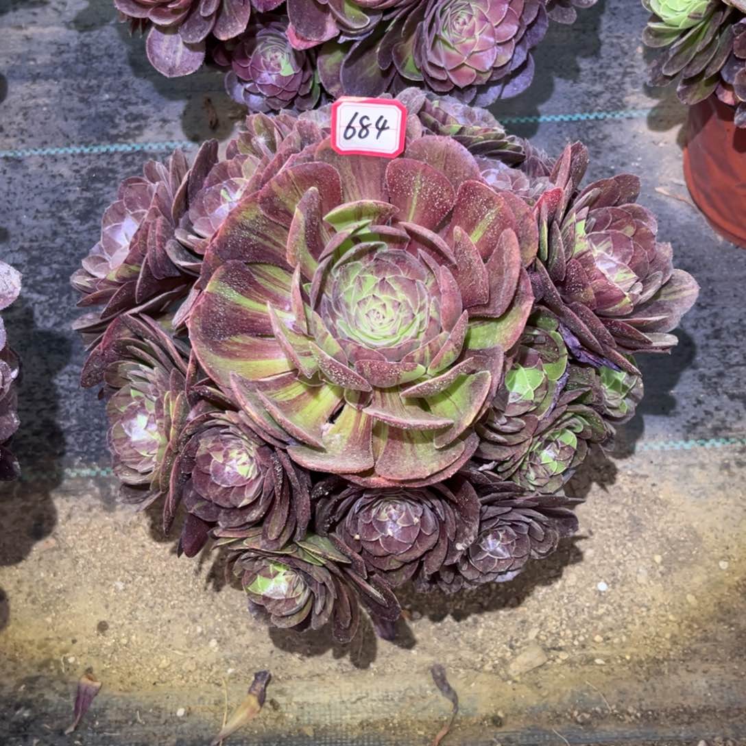 684多肉植物花月夜