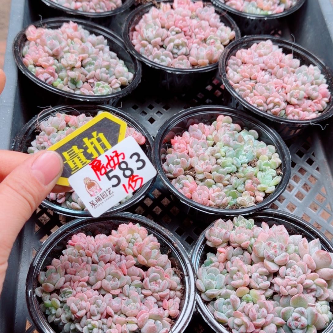 多肉植物多肉植物