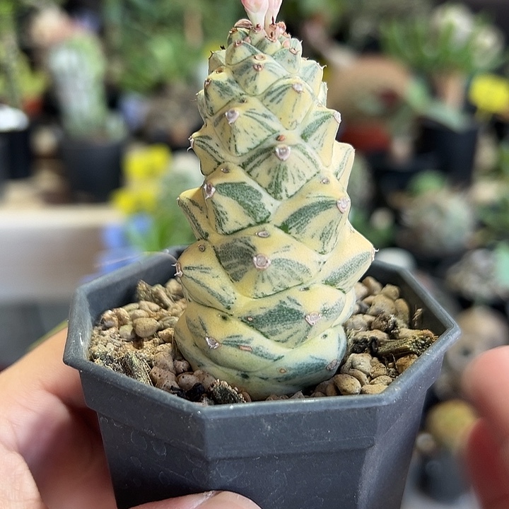 将军阁白锦带盆1111