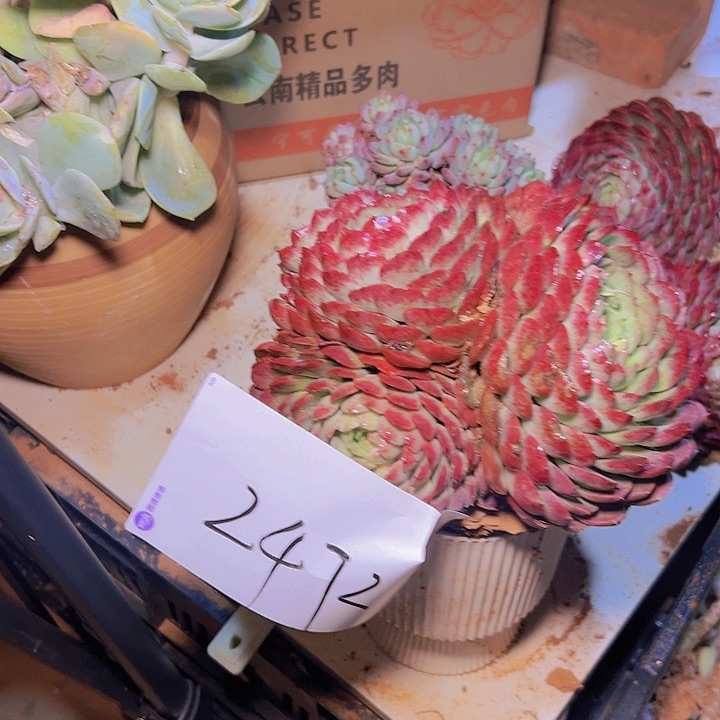 朱砂痣多肉 多头发货