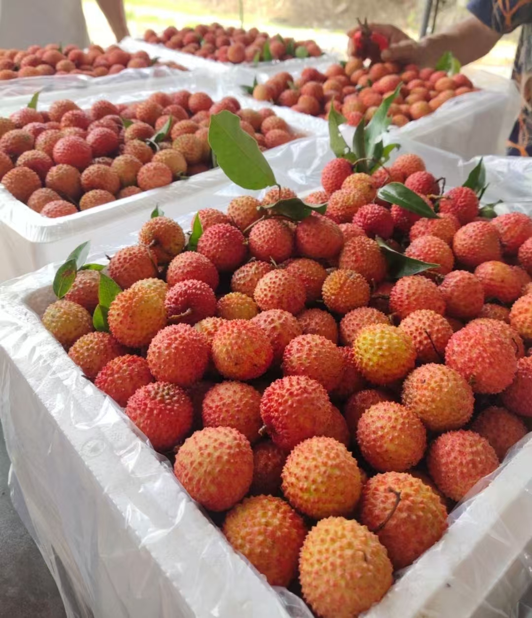 《林氏农产品》广东桂味荔枝散果新鲜现摘应季清甜水果