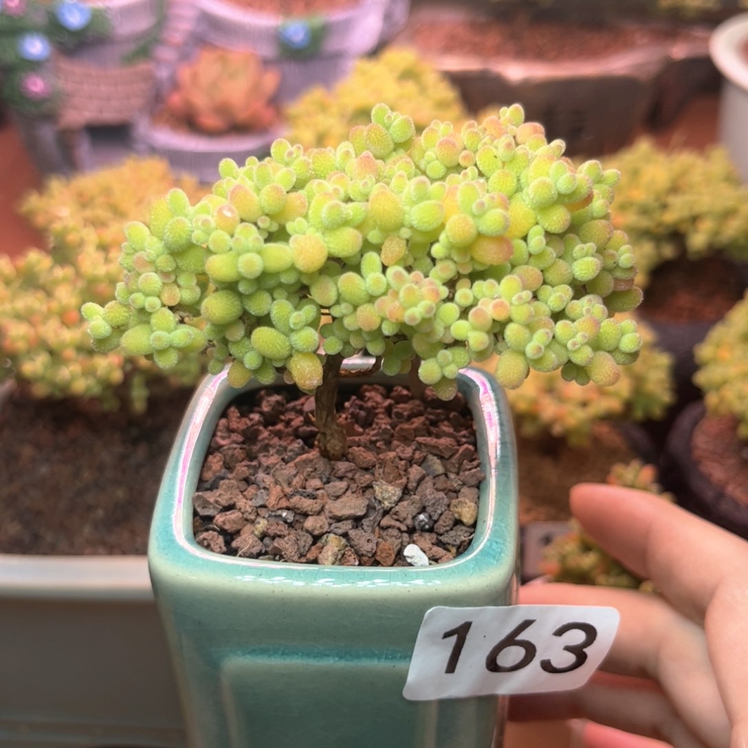 163金橘可爱多肉植物