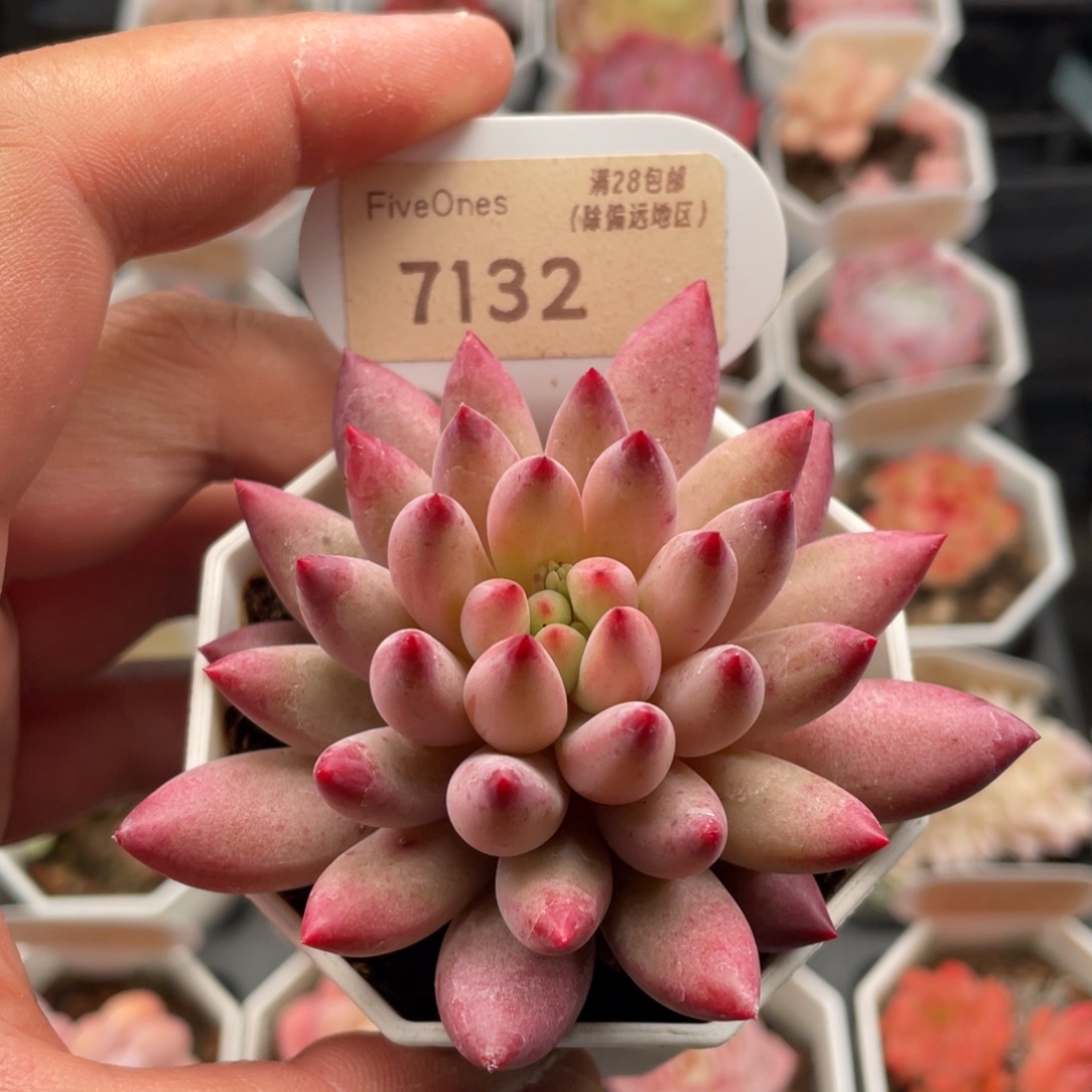 金鱼姬7132-7.5厘米