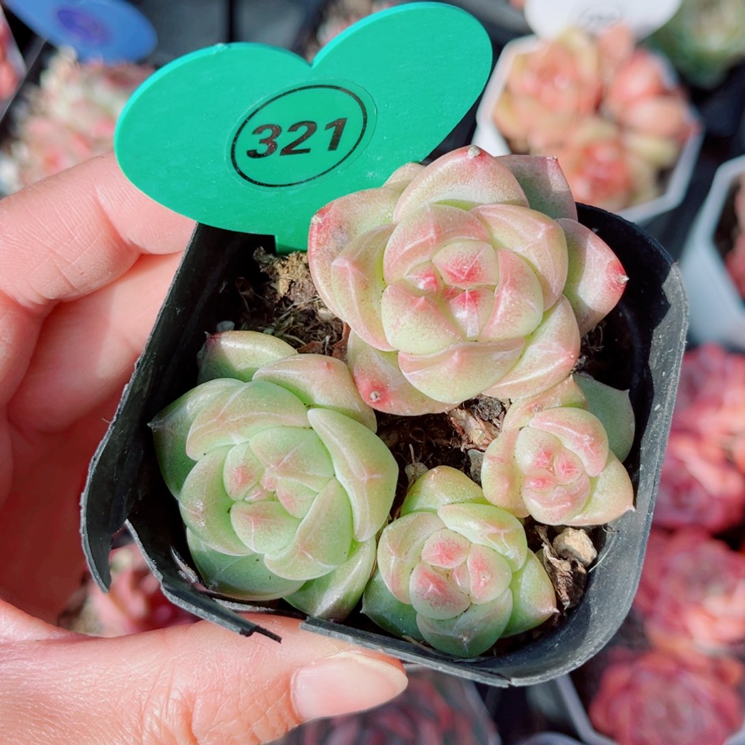 321号小老桩珍妮群