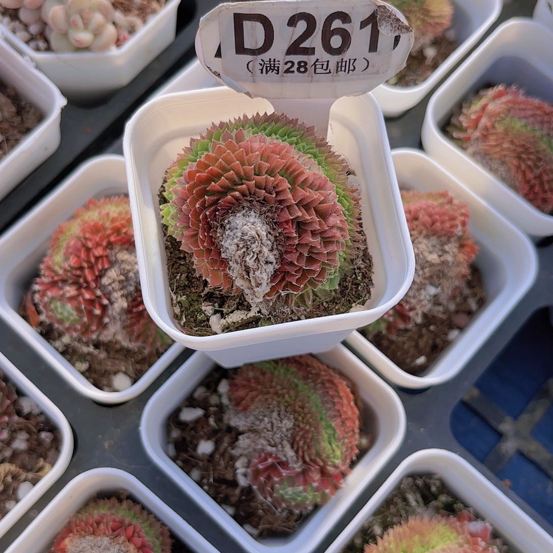 D261蛛丝卷卷一物一拍