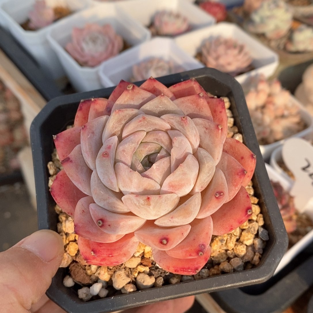 精品多肉一物一拍不包整96