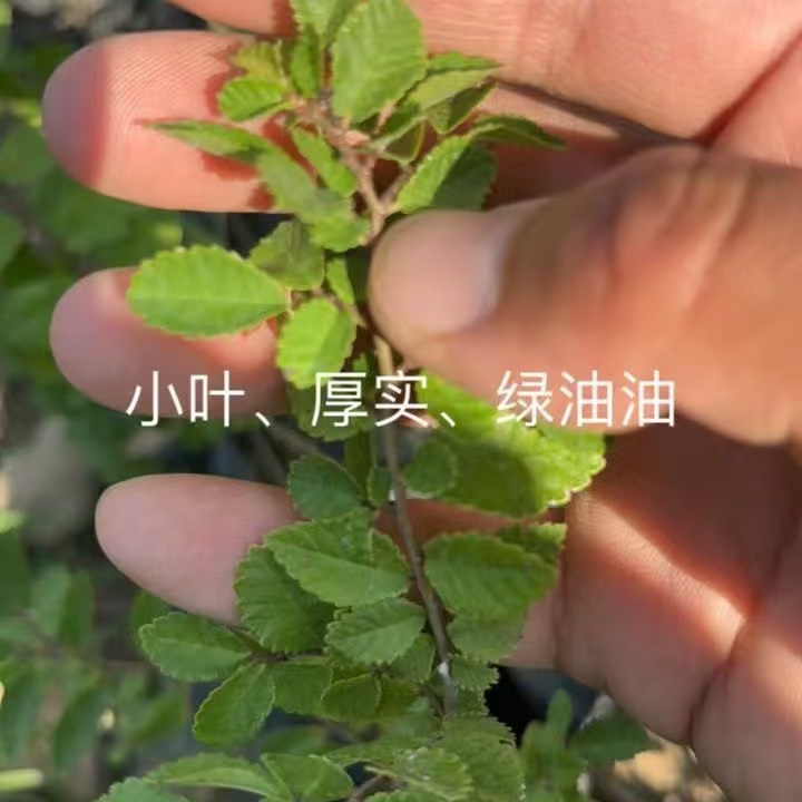 趴皮附石青皮灵芝榆树苗开槽专用树苗霞浦绿皮杯苗小叶榔榆苗小苗