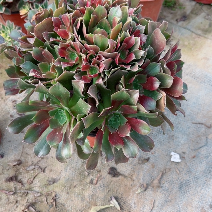 357玫瑰多肉植物