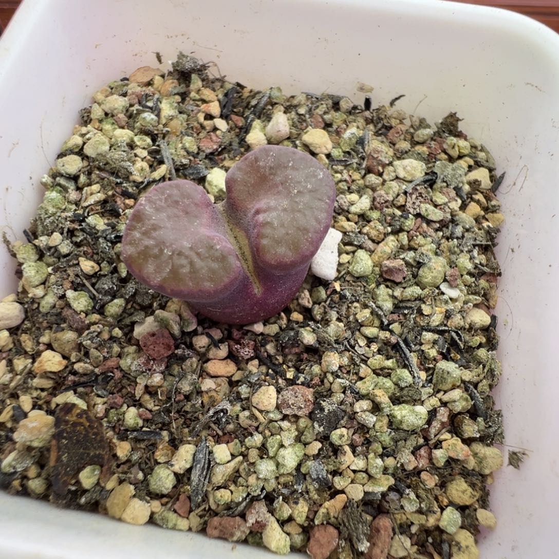 288号紫磁铁尺寸1.9