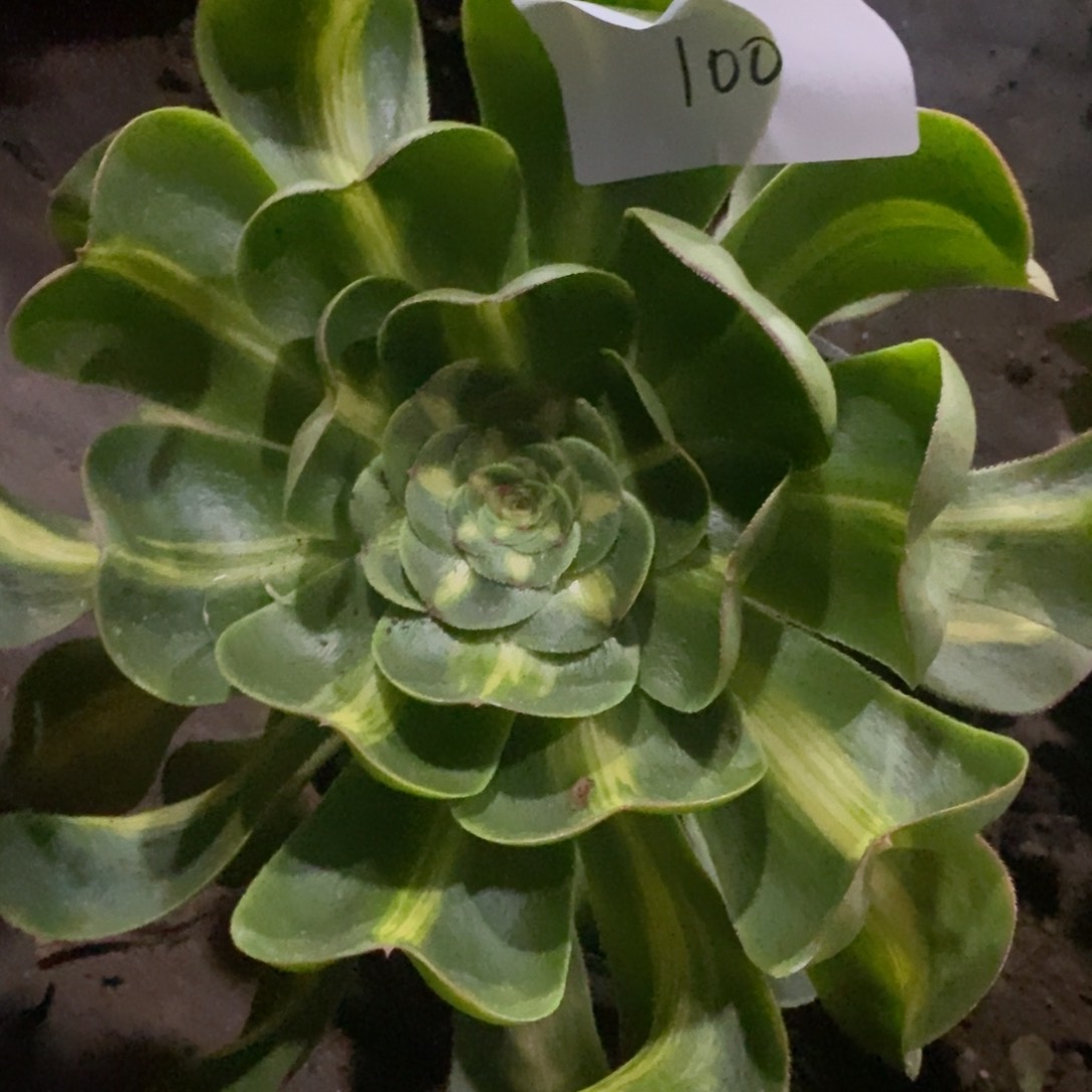 100暴君多肉植物