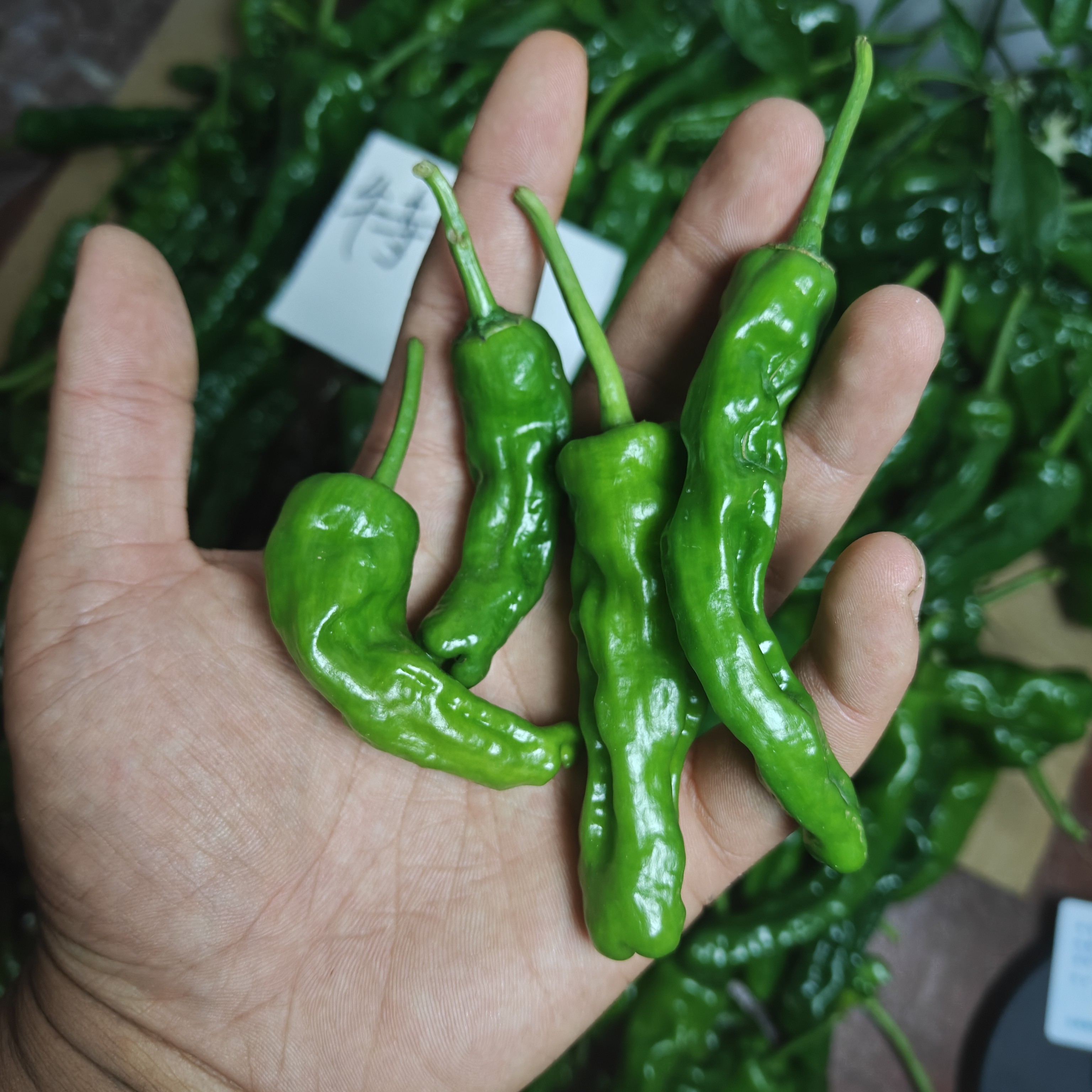 特辣新鲜小皱皮辣椒农家自种现摘现发应季蔬菜