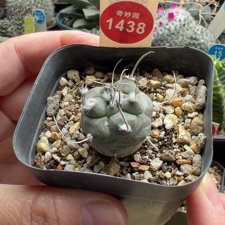 实生长刺娇丽2.5cm一棵仙人球