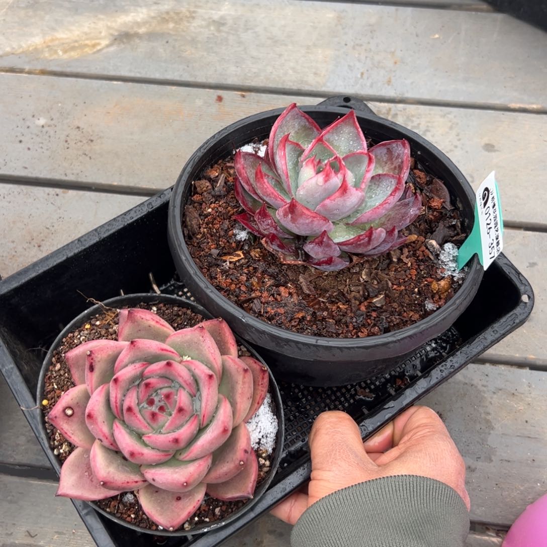 多肉一物一拍0126-357