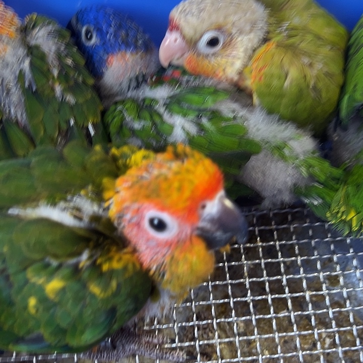 p***娉虎皮鹦鹉hj009和尚