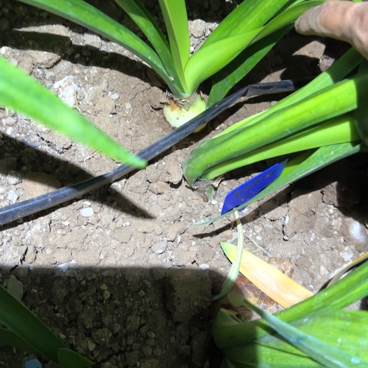 无花朵567 4.2厘米