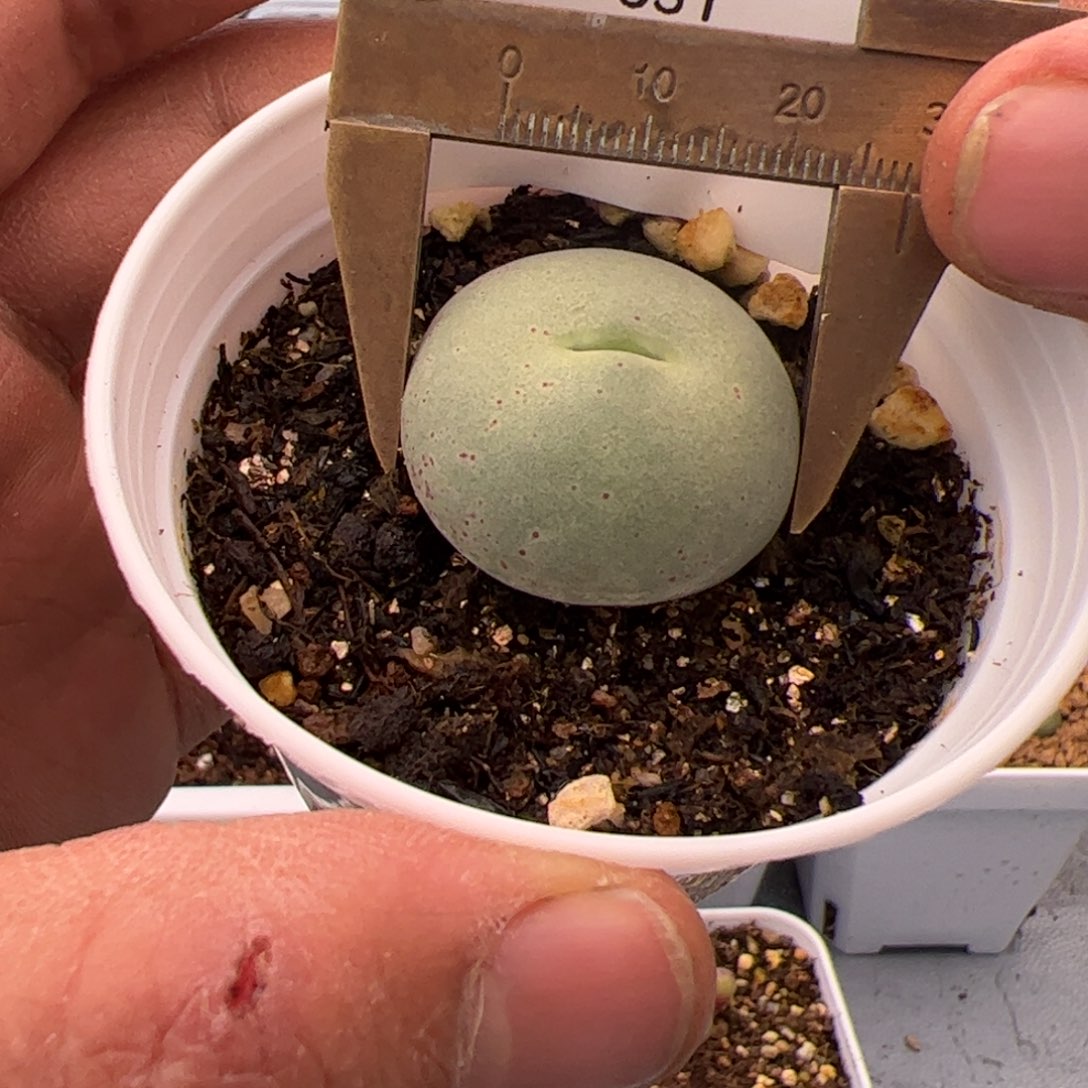 2.8鸽子蛋多肉植物331