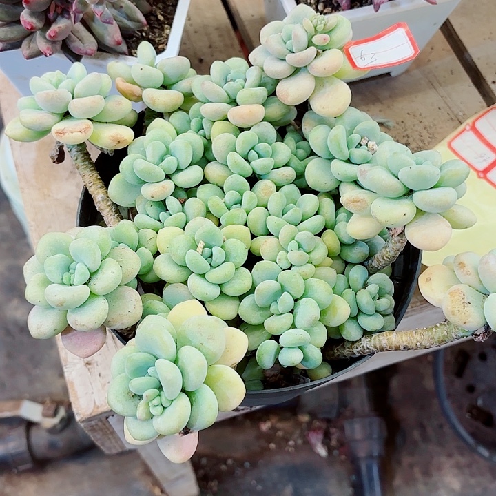 洛神一物一拍多肉63号