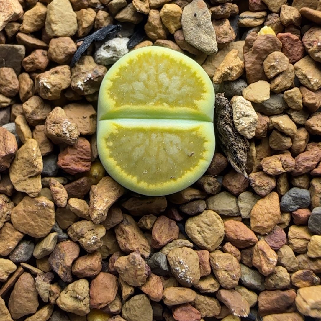 433 生石花大棚直播