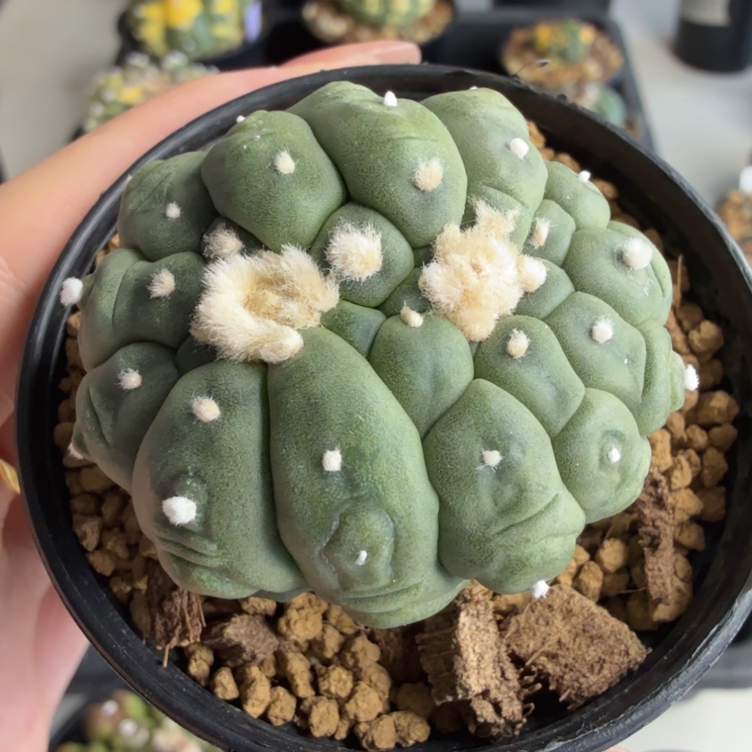 孙***空无花朵孙悟空的悟空分头缀