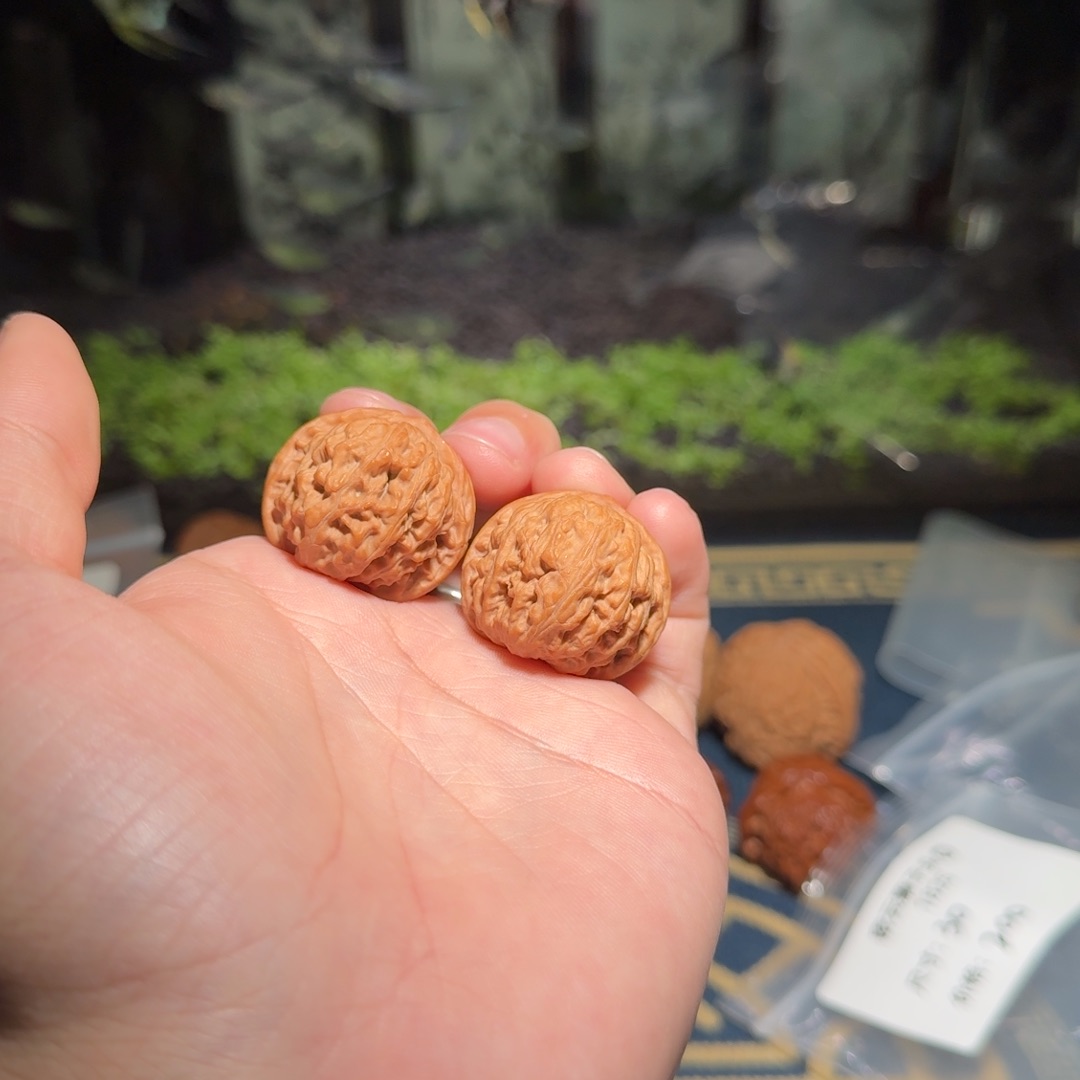 1825号30密云狮子头文玩核桃