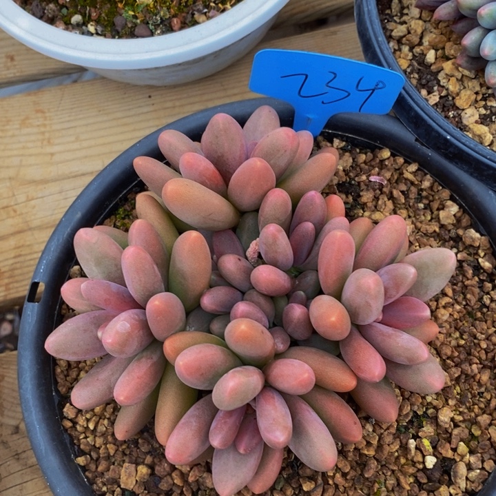 我想说我们也没见