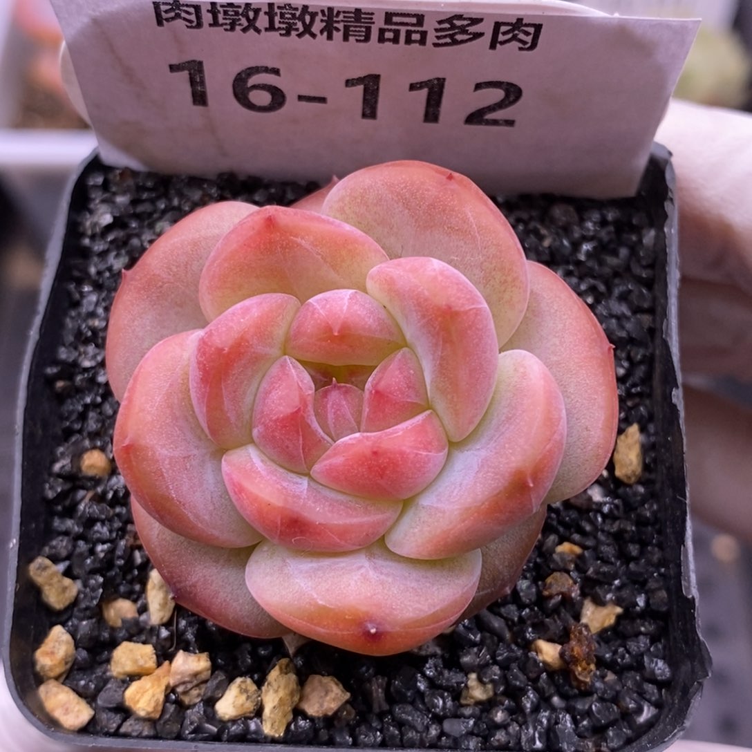 【闪购商品】16-112琥珀