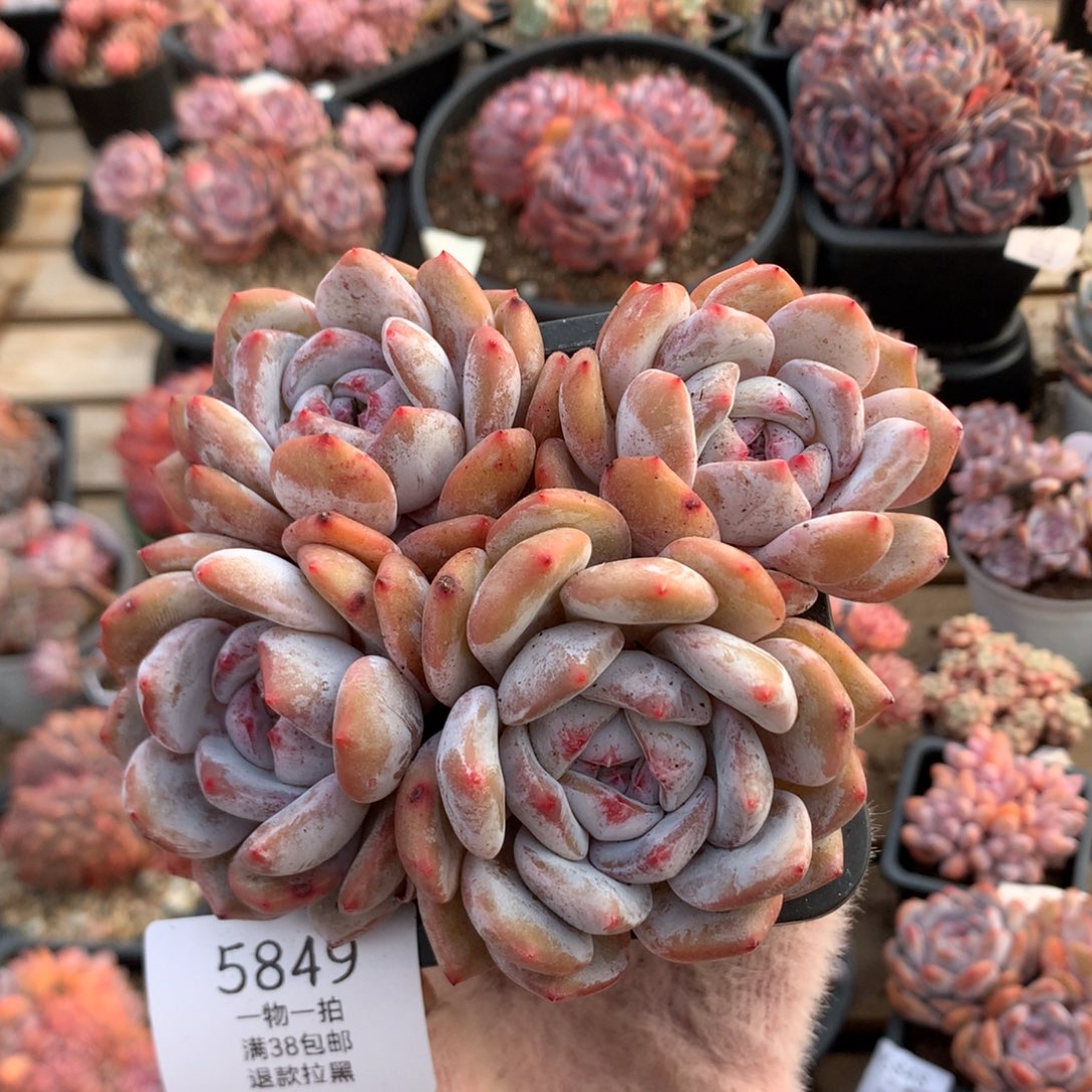 13厘米四头长腿石榴籽 特价 无砍 5849