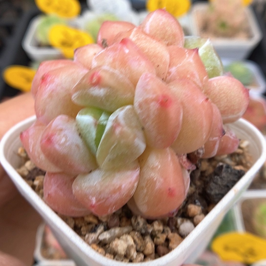 泡芙双头可拍876号