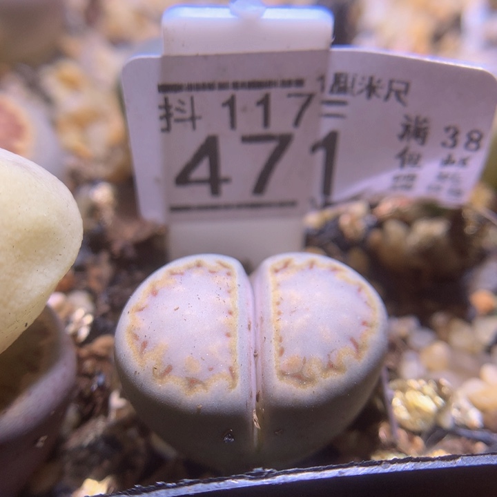 精品生石花117.471