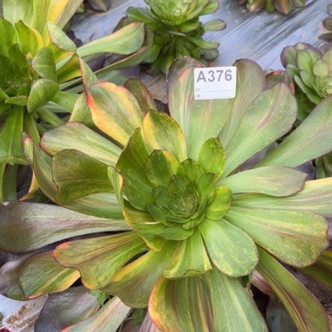 多肉植物乌七彩捧花