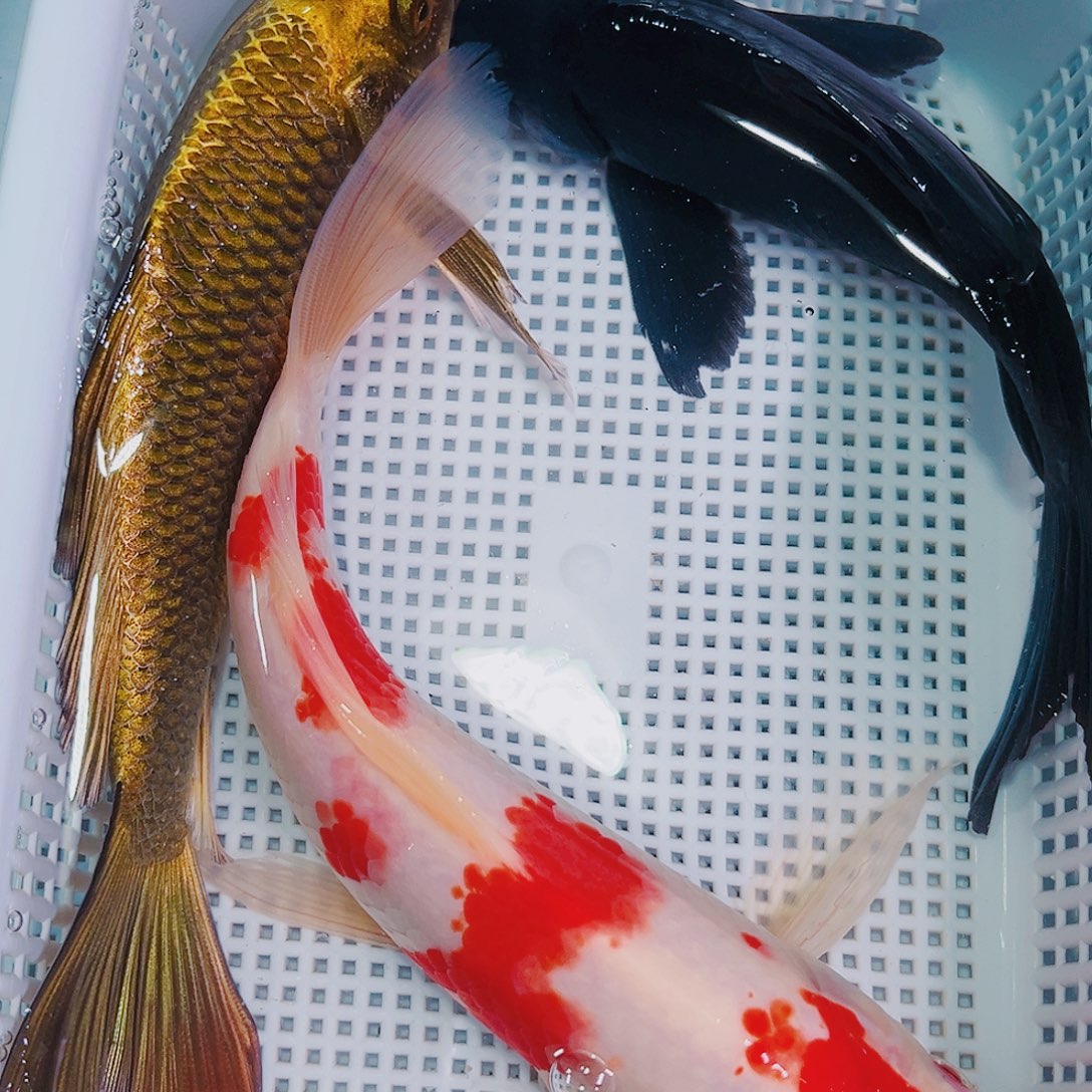 锦鲤锦鲤冷水鱼观赏111