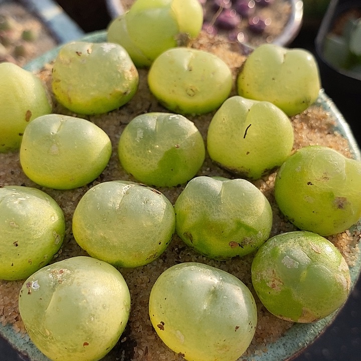 22512大拉登母本一颗有瑕疵