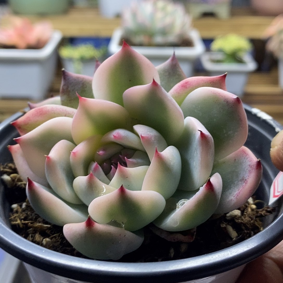 2256 吉娃娃覆轮锦