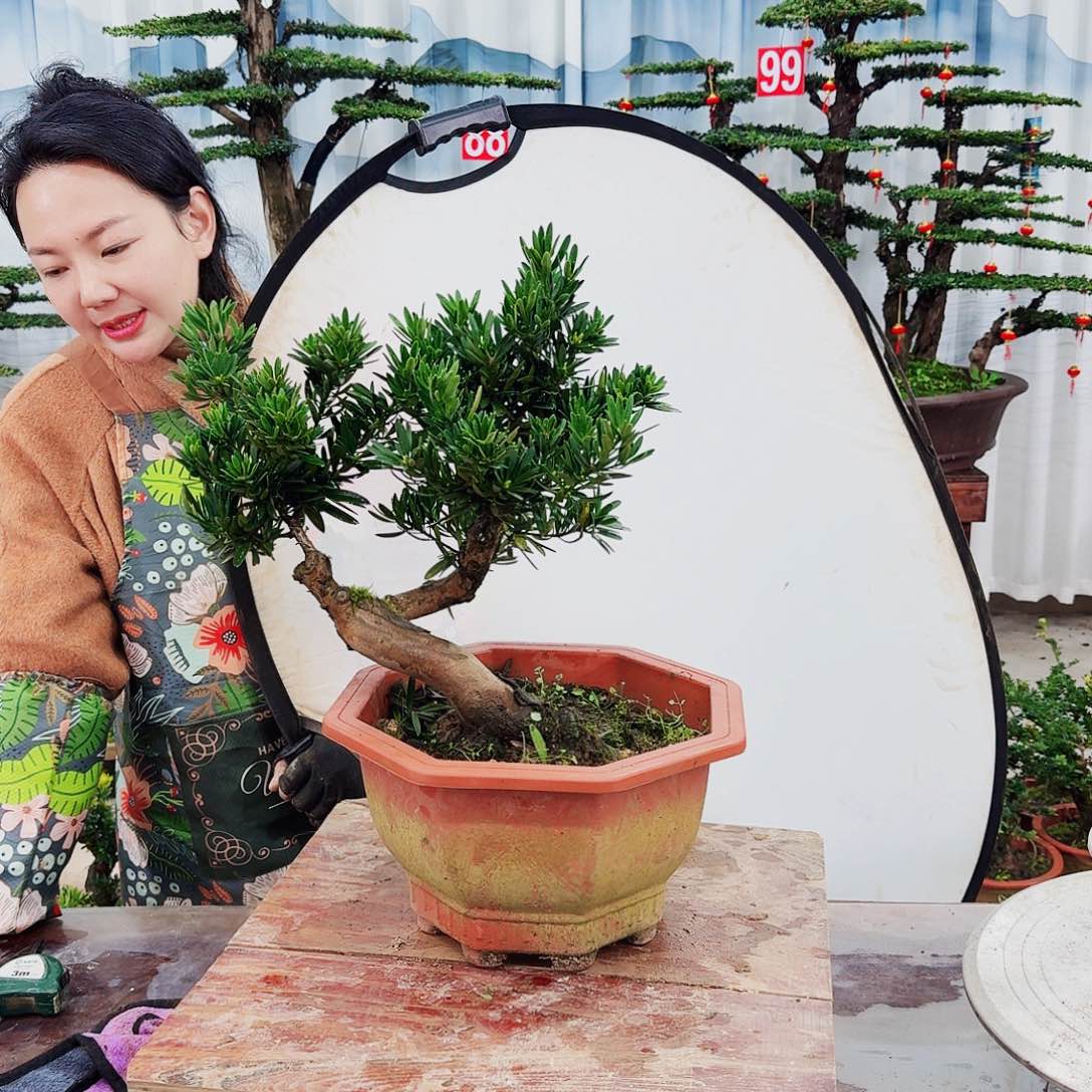 绿植罗汉堂一物一拍