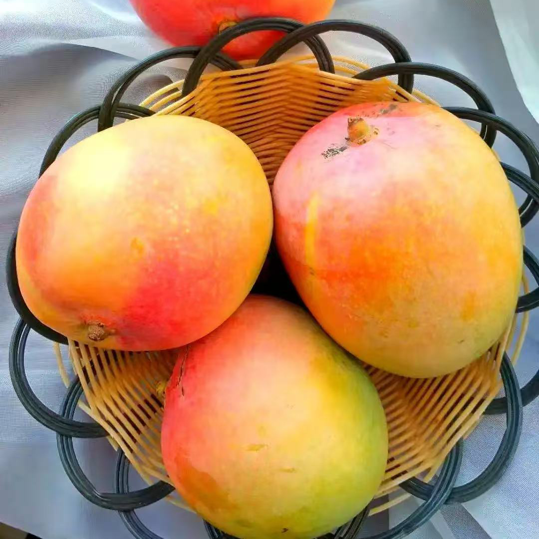 24℃蜜太阳芒礼盒7斤毛重北京市