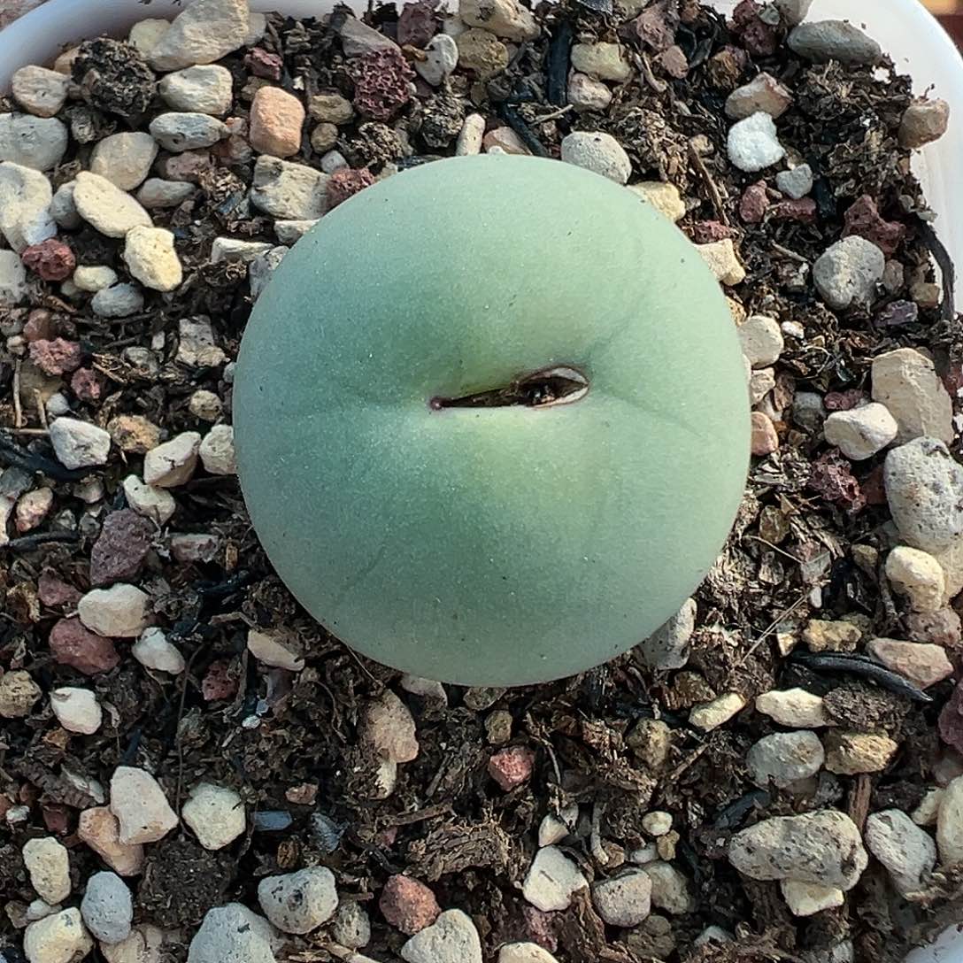 101鸽子蛋带盆土发货