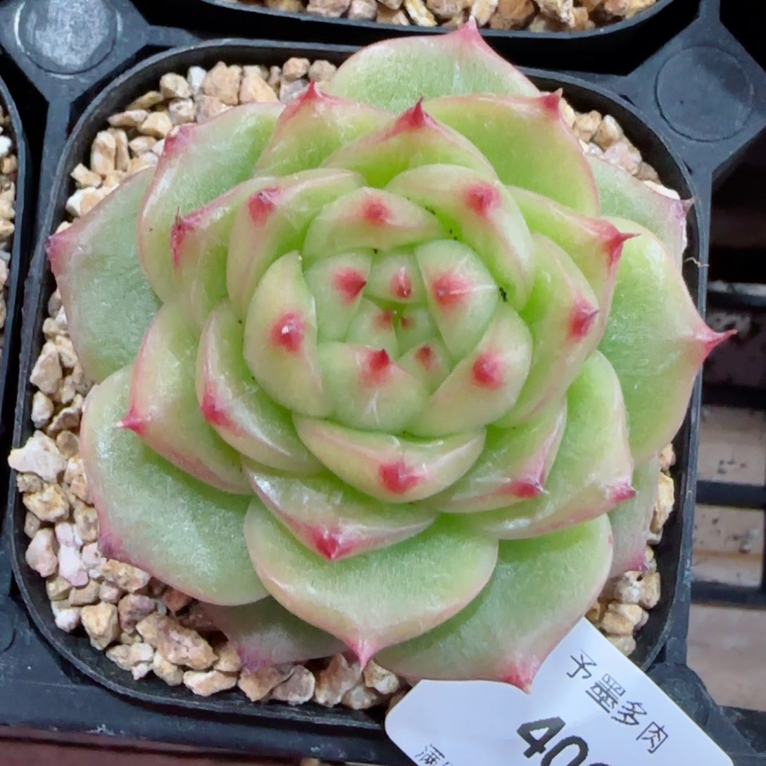 绿透珍妮，4062多肉植物