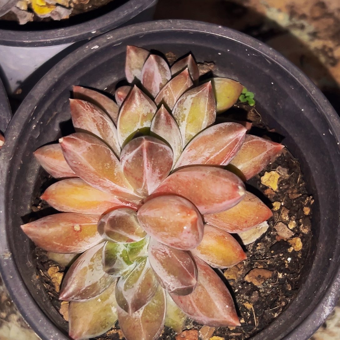 桔云多肉美人精品系列